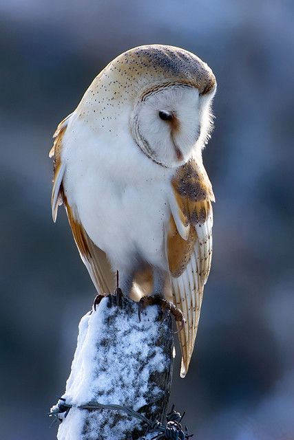 Owl Photography, Owl Photos, Owl Pictures, Beautiful Owl, Owl Bird, Bird Pictures, Owl Art, Barn Owl, Wild Birds