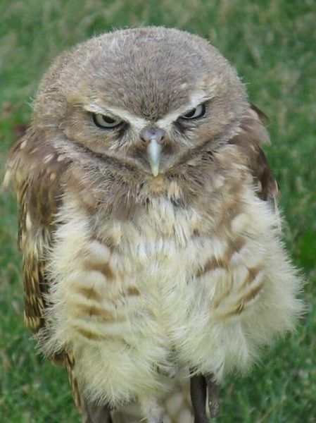 I am not amused Angry Owl, Angry Animals, Owl Face, Funny Owls, Big Animals, Owl Bird, Animal Pics, Animal Sketches, Funny Animal Memes