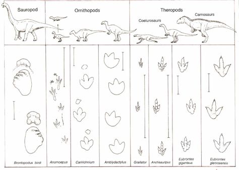 Overview of Dinosaur Tracking  Get the playdoh and the dinosaurs and print this for the kiddos Dinosaur Cut Outs, Dinosaur Wedding Cake, Music Therapy Interventions, Dinosaur Worksheets, Dino Footprint, Types Of Dinosaurs, Dinosaur Species, Dinosaur Wedding, Backing A Quilt