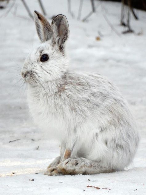 Snowshoe Hare Drawing, Snow Shoe Hare, Snow Rabbit, White Hare, Antarctic Animals, Hare Illustration, Snowshoe Hare, Winter Rabbit, Arctic Hare