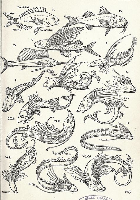 Fish Motif, Fish Drawings, Flash Art, Dope Tattoos, Old Book, Medieval Art, Fish Art, Sea Creatures, 그림 그리기