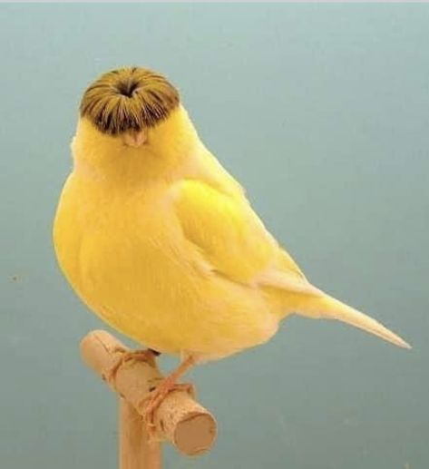 Canary Birds, Cut Animals, Most Beautiful Birds, Funny Birds, Nature Birds, Bird Pictures, Exotic Birds, Pretty Birds, Bird Photo