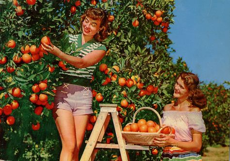 Picking Oranges, Orange Grove, Florida Oranges, Orange Tree, Old Florida, Vintage Florida, State Of Florida, Shooting Photo, Shoot Ideas