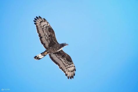 Honey Buzzard, Buzzard, Palawan, Honey, Birds, India, Quick Saves, Instagram, Nature