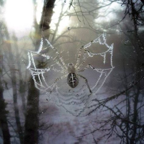 Heart Web, Grey Heart, Pretty Animals, March 25, Winter Aesthetic, Spider Web, Aesthetic Photo, Dark Aesthetic, Pretty Pictures