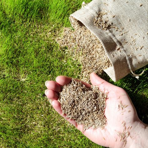 How To Plant Grass Seed In The Fall For A Thick Lawn Next Spring - 3 Big Secrets To Seeding! How To Grow Grass In Sandy Soil, How To Plant Grass, Backyard Ecosystem, Fall Lawn Care, Rye Grass, Mushroom Compost, Fall Lawn, Planting Grass, Growing Grass