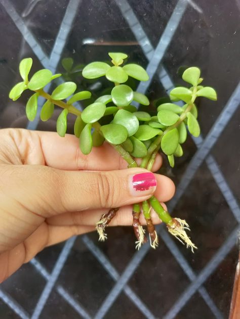 Propagation through water Elephant Bush, Jade Elephant, Jade, Elephant