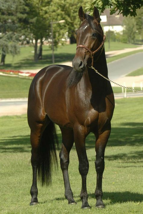 American Standardbred, Standardbred Racing, Nice Horses, Farm Dream, Kathiyawadi Horse, Standardbred Horse, Marwari Horses, Famous Horses, American Pharoah