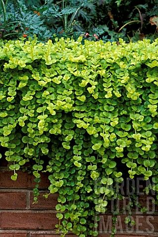 LYSIMACHIA NUMMULARIA, GOLDILOCKS, CREEPING JENNY, MONEY WORT, GROWING OVER A WALL Lysimachia Nummularia, Rock Garden Plants, Creeping Jenny, Balcony Plants, Trailing Plants, Rock Garden Landscaping, Ground Cover Plants, Home Landscaping, Cactus Y Suculentas