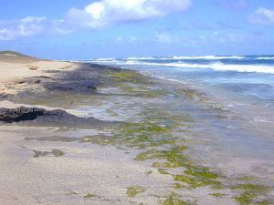 Intertidal Zone - https://biologydictionary.net/intertidal-zone/ Intertidal Zone, Ocean Acidification, Life Of Walter Mitty, Ocean Shore, Marine Pollution, Clean Ocean, Kelp Forest, Aquatic Ecosystem, Sea Plants