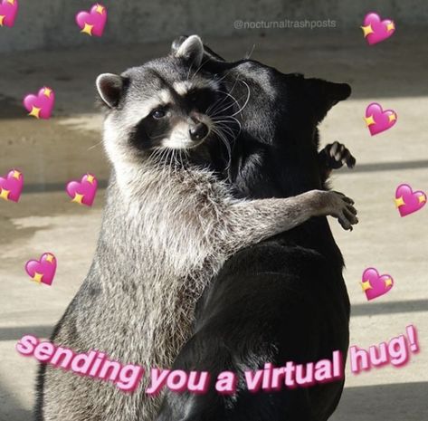 Raccoon Hug, Hug Meme, Cute Hug, Cat Hug, Virtual Hug, Raccoon Funny, Funny Dog Memes, Trash Panda, Silly Animals