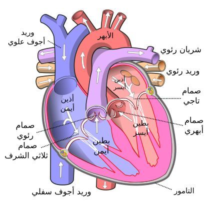 Human Heart Diagram, Heart Diagram, Teaching Math Strategies, The Human Heart, Biology Facts, Medical Student Study, Islam Beliefs, Biology Lessons, Math Strategies