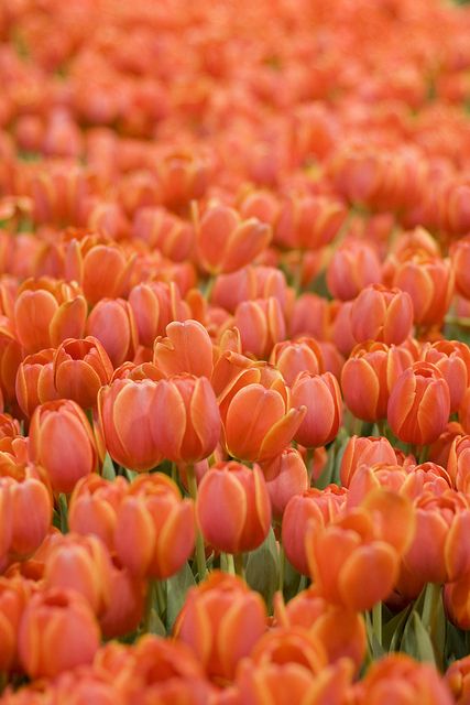 Orange Tulips Aesthetic Wallpaper, Orange Tulips Aesthetic, Orange Flowers Garden, Orange Flowers Wallpaper, Tulip Pictures, Tulips Orange, Green Community, Copper Lights, About Canada