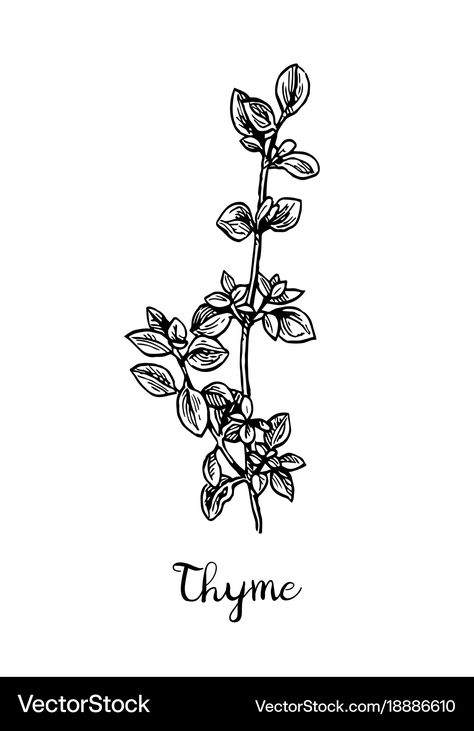 Thyme Drawing, Small Key Tattoos, Garden Sketches, Pagan Tattoo, Science Tattoos, Thyme Flower, Cookie Vector, Cupcake Vector, Fonts Christmas