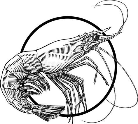 Shrimp. Black and white engraving illustration of shrimp. Circle frame can be ea , #sponsored, #engraving, #illustration, #white, #Shrimp, #Black #ad Prawns Drawing, Shrimp Tattoo Design, Shrimp Illustrations, Shrimp Tattoo, Shrimp Drawing, Seafood Design, Shrimp Design, Shrimp Stock, Engraving Illustration