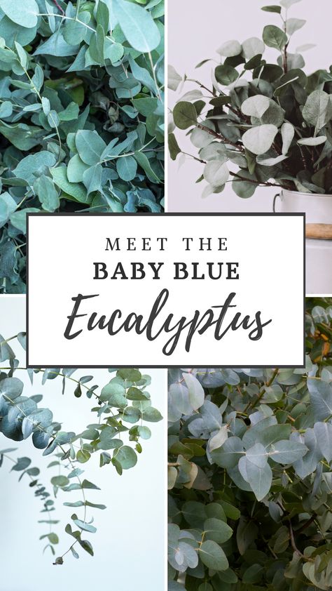 Baby Blue Eucalyptus Plant, Baby Blue Eucalyptus, Eucalyptus Plant, Blue Eucalyptus, Australian Natives, Garden Inspo, Eucalyptus Tree, Blue Bouquet, Outdoor Pots