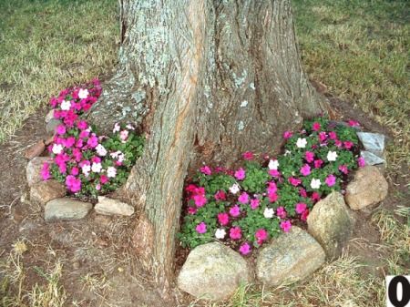 impatiens growing around a tree Landscaping Around Trees Ideas, Borders Around Trees Ideas, Bottom Of Tree Landscape, Diy Flower Beds In Front Of House Cheap, Gardening Around A Tree, Flowers Planted Around Trees, Flowers Under Trees Ideas, Flowerbed Around Tree, Flowers That Grow On Trees