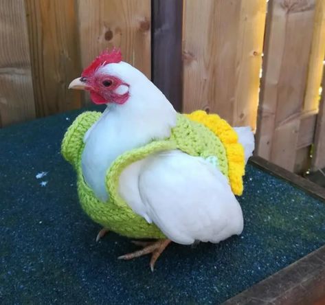 Chicken Coop Decor Ideas, Aesthetic Chicken Coop, Cute Chicken Names, Chickens Breeds, Pet Chickens Breeds, Farm Backyard, Sweaters Colorful, Aesthetic Chicken, Chicken Aesthetic