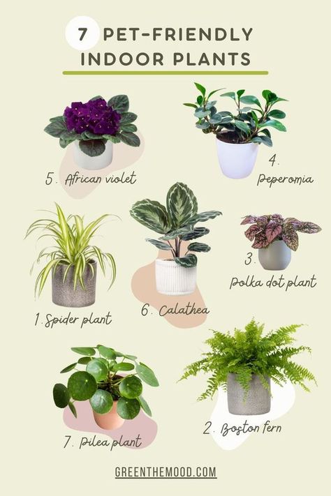 Pet Savers Nontoxic Plants For Cats, Cat Friendly Home Decor, Cat Room Ideas Indoor Cat Room Ideas, Cat Friendly House Plants, Safe Plants For Cats, Cat Home Ideas Indoor, House Plants Ideas, Indoor Plant Tips, Plants Ideas Indoor