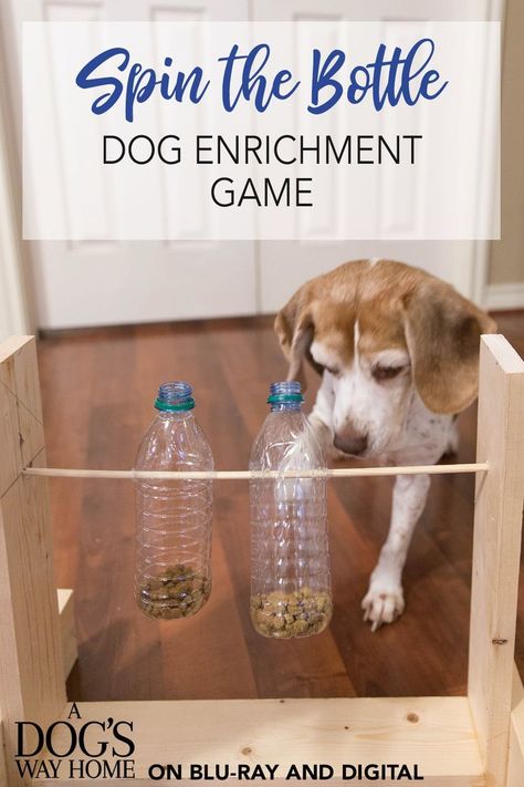 Diy Dog Enrichment, Dog Activity, Dogs Diy Projects, Empty Plastic Bottles, Diy Dog Toys, Dog Enrichment, Dog Name Tags, Dog Games, Dog Puzzles