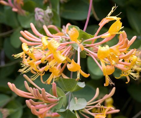 10 best honeysuckles to plant in your yard | Trumpet Honeysuckle, Honeysuckle Plant, Honeysuckle Vine, Flowers Winter, Bush Plant, Winter Fragrance, Honeysuckle Flower, Blue Fruits, Summer Fragrance