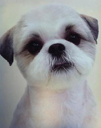 Dog Grooming Diy, Shih Tzu Haircuts, Perro Shih Tzu, Chien Shih Tzu, Dog Grooming Styles, Shih Tzu Grooming, How To Have Style, Creative Grooming, Dog Grooming Salons