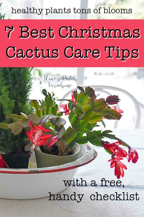 7 Best care tips for your Christmas cactus. Keep your holiday cactus healthy and enjoy tons of winter blooms! Grab the handy free checklist your can download and print.  #christmascactus #indoorplants #gardening Christmas Cactus Care, Christmas Cactus Plant, Winter Blooms, Easter Cactus, Garden Cactus, Holiday Cactus, Tattoo Plant, Cactus Care, Christmas Plants