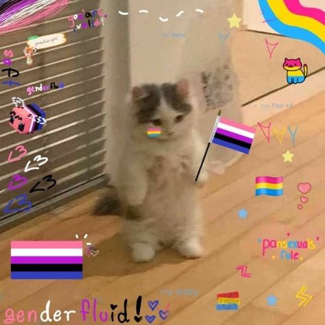 Trans Cat Pfp, Gender Fluid Wallpaper, Cat Flag, Pride Stuff, Hello Kitty Wallpaper Hd, Lgbt Memes, Trans Flag, Lgbtq Funny, Cat Pfp