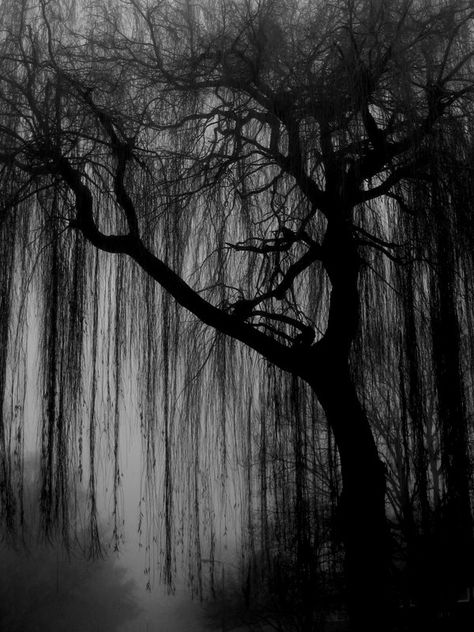 Scary Trees, Creepy Woods, Pet Spider, Weeping Willow Tree, Dark Tree, Wood Backdrop, Black And White Art Drawing, Witchy Wallpaper, Weeping Willow