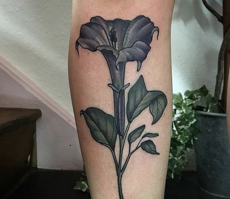 Devils Trumpet Tattoo, Deadly Plant Tattoo, Belladona Flower Tattoo, Deadly Nightshade Tattoo, Deadly Nightshade Tattoo Flower, Botanical Tattoo, Trumpets, S Tattoo, Back Tattoo