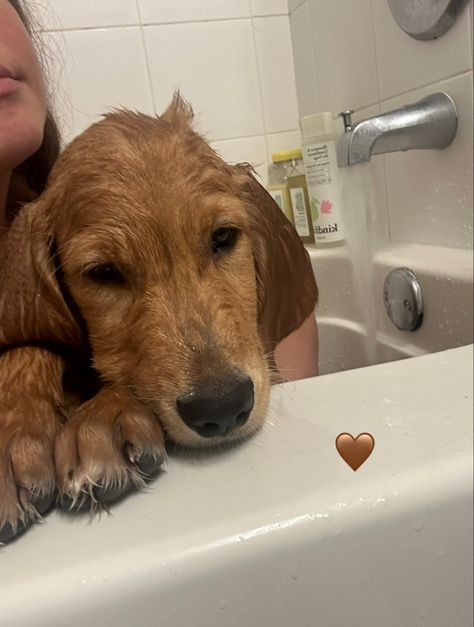 Dog shampoo, dog conditioner, dog bath, golden retriever Dog Shampoo, Dog Mama, Shampoo Conditioner, Shampoo And Conditioner, Golden Retriever, Conditioner, Target, Bath, Dogs