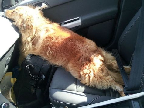 Echausted Long Car Rides, Sleeping Dogs, Funny Animal Pictures, I Love Dogs, Dog Days, 11 11, Funny Photos, Dog Love, Funny Dogs