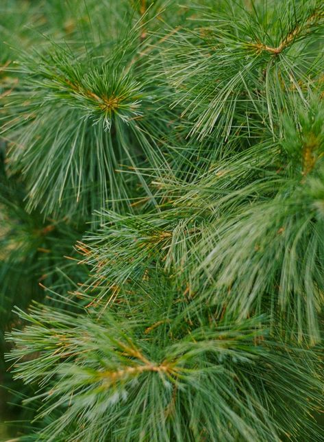 A rapid-growing, long-lived needled evergreen tree, the Eastern white pine, offers long, soft, blue-green needles and is adaptable to a range of conditions. It's native to areas of North America and makes an excellent choice for wildlife gardens. #trees #besttrees #conifers #landscaping #landscapingdesign #bhg Eastern White Pine Tree, Types Of Pine Trees, Blue Star Juniper, Alberta Spruce, Eastern White Cedar, Picea Pungens, White Pine Tree, Bristlecone Pine, Beautiful Landscaping