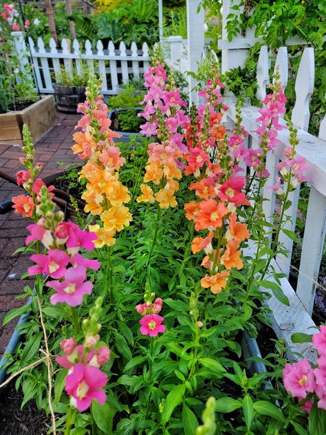 Growing a Cut Flower Garden Series Archives - Shiplap and Shells Flower Garden Beds, How To Propagate Lavender, Flower Seedlings, Spring Planting, Planting Sunflowers, Hydrangea Care, Sunflower Garden, Cut Flower Garden, Flower Gardening