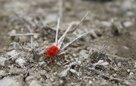 Clover Mites, Fungus Gnats, Pest Repellent, Natural Insecticide, How To Make Compost, Red Spider, Plant Pests, Compost Tea, Spider Mites