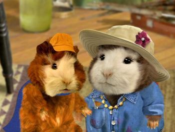 Wonder Pets Linny, The Wonder Pets, Old Kids Shows, Wonder Pets, White Mouse, Cartoon Video Games, Midnight Memories, Cute Guinea Pigs, Minor Character