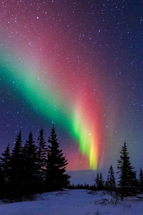 Northern lights - a miracle of nature. Churchill, Manitoba, Canada. The 10 Most Beautiful Towns in Canada on TheCultureTrip.com. Click the image to find out what Canadian towns you shouldn't miss. Churchill Manitoba, Aurora Borealis Northern Lights, Manitoba Canada, The Night Sky, Alam Yang Indah, Pine Trees, Beautiful Sky, Canada Travel, Churchill