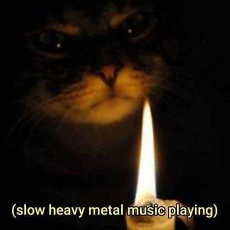 Music Playing, Heavy Metal Music, Metal Music, A Cat, Heavy Metal, Music