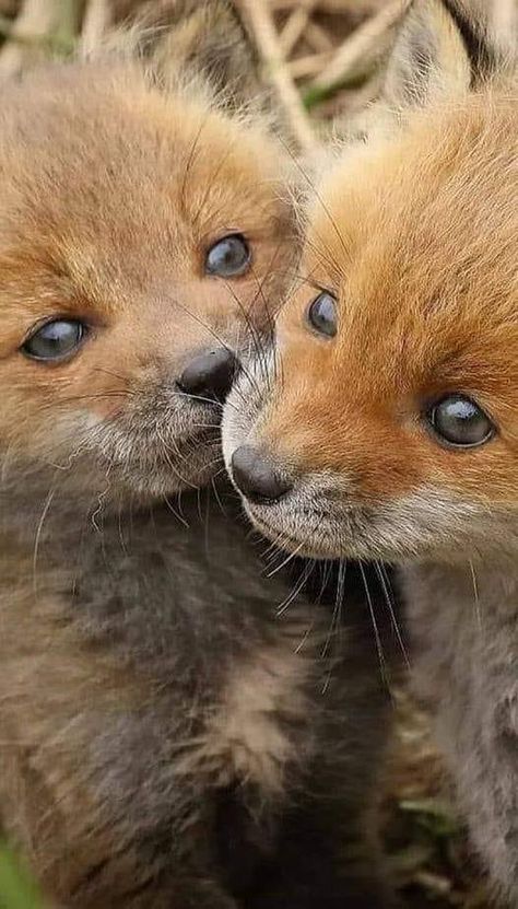 Baby Foxes, Fox Pups, Amazing Animal Pictures, Fox Pictures, Cute Small Animals, Animals Friendship, Pet Fox, Cute Animals Images, Majestic Animals