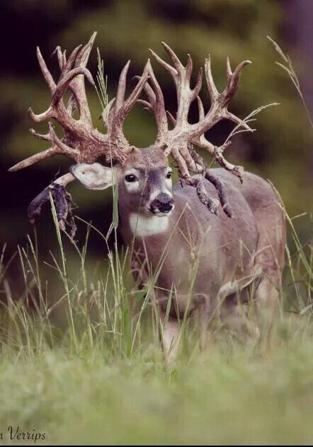 Whoa Whitetail Deer Pictures, Whitetail Deer Hunting, Big Deer, Deer Photos, Deer Pictures, Whitetail Bucks, Deer Hunters, Mule Deer, Unusual Animals