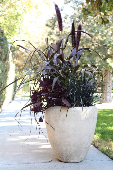 Gardenista This all-foliage combo with purple millet, black mondo grass, and sweet potato vine was inspired by one that Gardenista editor Erin Boyle spotted in her Brooklyn neighborhood. Its dark hues have the perfect dose of spookiness. Fall Pots, Black Mondo Grass, Fall Container Gardens, Sweet Potato Vine, Fall Containers, Fountain Grass, Potato Vines, Garden Vines, Fall Planters