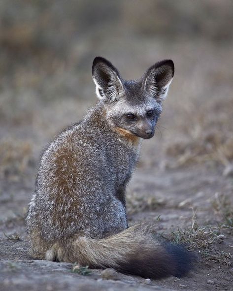 Bat Eared Fox, Fox Bat, Elephant Shrew, Foxes Photography, Fox Pictures, Pet Bunny, Pet Fox, Animal Masks, African Wildlife