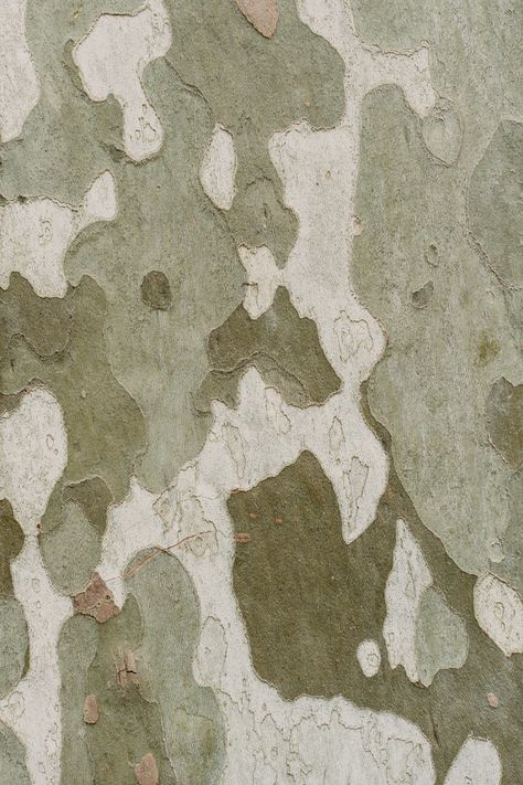 r Camo Aesthetic, Military Aesthetic, Eucalyptus Tree, Ancient Forest, Free Textures, Pattern Pictures, Clear Glass Vases, White Prints, Pattern Images