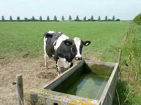 Cow Trough, Cattle Trough, Water Trough, White Stock, Free Stock Photos, Cow, Stock Images, Logo Design, Black White