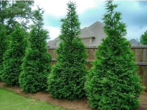 Green Giant Tree, Leyland Cypress Trees, Cypress Plant, Green Giant Arborvitae, Thuja Green Giant, Giant Arborvitae, Emerald Green Arborvitae, Types Of Shrubs, Leyland Cypress