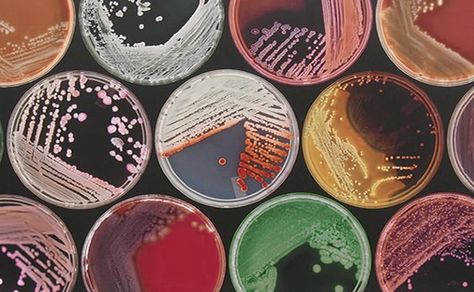 Lab Aesthetic, Medical Lab, Women In Stem, Medical Laboratory Science, Petri Dish, Medical Laboratory, Laboratory Science, Study Inspo, Microbiology