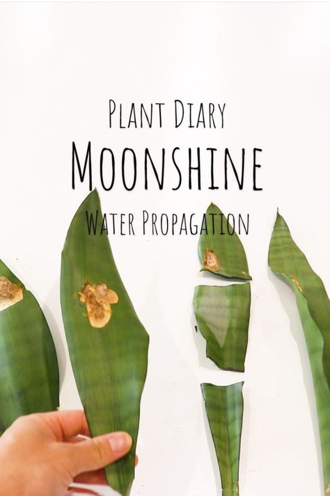 Sansivera Moonshine, Snake Plant Propagation, Water Propagation, Water Experiments, Plant Diary, Plant Propagation, Propagating Plants, Garden Tips, Snake Plant