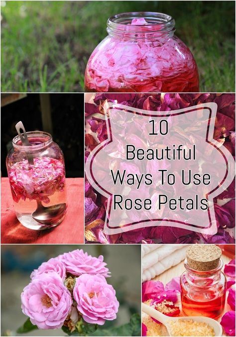 While beautiful to look at, here's why you should pluck some rose petals from your garden. #4 and #6 are my favorite ways to use them! What Can I Do With Rose Petals, Things To Make With Rose Petals, Things To Do With Dried Rose Petals, Rose Petal Crafts Diy, Rose Petals Craft Ideas, Diy Rose Petals Crafts, How To Use Rose Petals, Crafts With Rose Petals, Diy Flower Petals Crafts