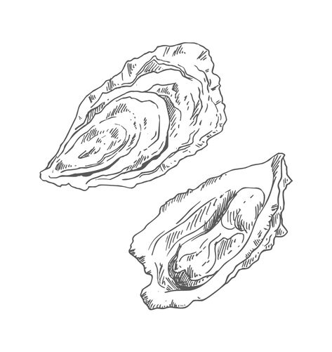 oysters-gray Oyster Illustration, Sea Inspired Art, Sea Drawing, Promo Poster, Tattoo Font, Hand Drawn Vector Illustrations, Baby Tattoos, Seafood Restaurant, 로고 디자인