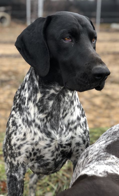 2 year old Cole. Black and white German Shorthair Pointer. Black And White German Shorthair Pointer, Black Gsp, German Shorthaired Pointer Puppies, German Shorthaired Pointer Black, German Short Hair, German Pointer, Gsp Dogs, Gsp Puppies, Short Haired Pointer